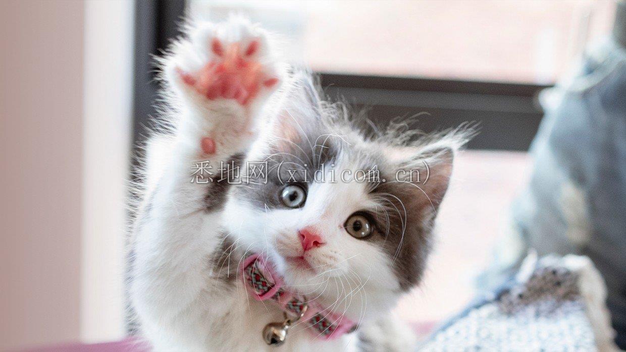 kitten-510651.jpg